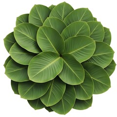 Fototapeta premium A close up view of a lush green plant with rounded leaves