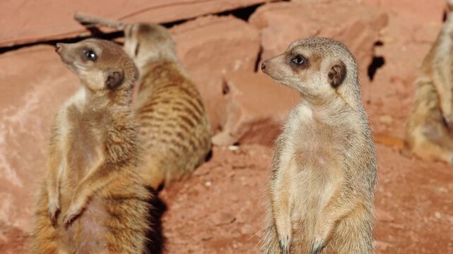 Two meerkats standing upright on reddish soil, one looking alert while the other is slightly turned, with a third meerkat foraging in the background