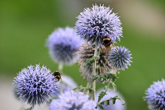 Hummeln an bl&uuml;hender Distel