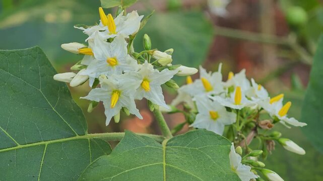 White flower of Turkey berry on banch
