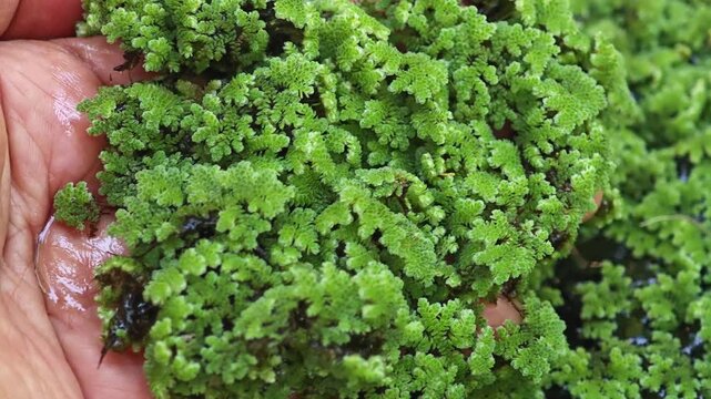 green mosquito fern ( Azolla ) texture, aquatic plant cover the water surface