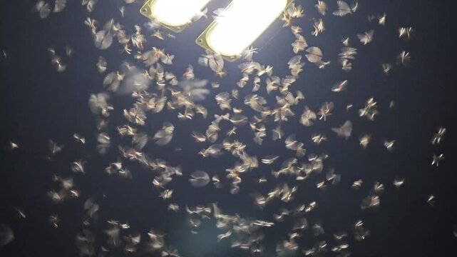 Insects and termites flying in front of a lamppost in dark.