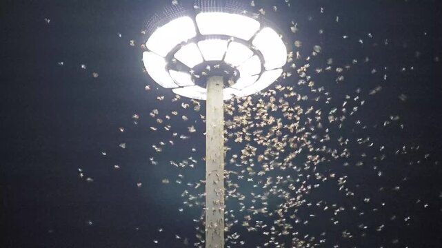 Insects and termites flying in front of a lamppost in dark.