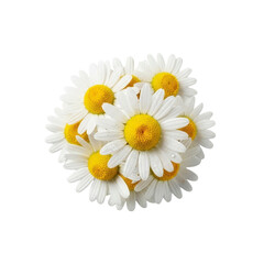 Obraz premium Bouquet of daisies with water droplets