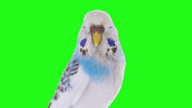 Blue and white budgerigar parrot isolated on green screen. Animated cinemagraph, parallax animation, based on an original photograph.