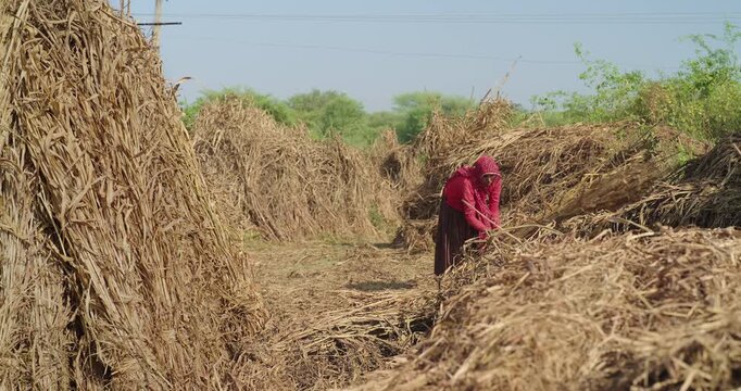 Indian mature adult lady woman lady wear saree cover head standing do harvest field work rural area. Asian villager female worker collect dry grass stack picking jowar crop bunch day time ground place