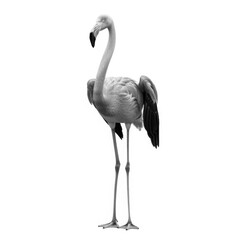 Obraz premium Graceful pink flamingo standing elegantly against a plain background
