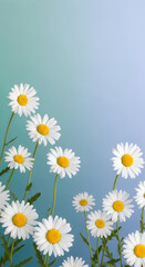 Fototapeta premium Bright white and yellow daisies with green stems against a light blue sky background white daisies d