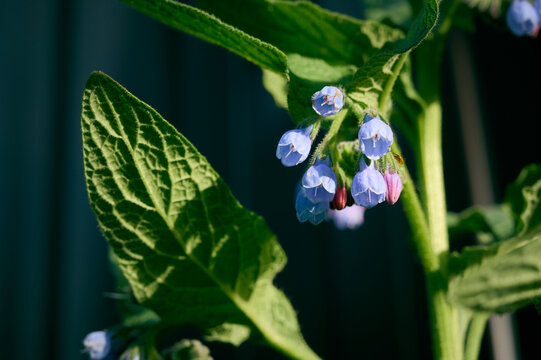 A flower of a comfrey(Symphytum asperum) blooming on a summer meadow.