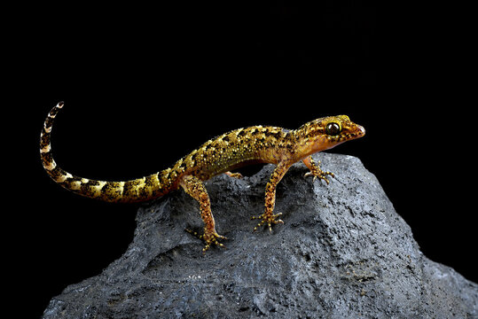  Bow-fingered gecko on black background