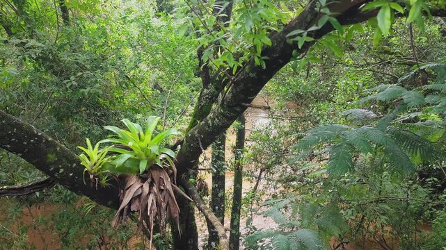 Plants and a river in a rainforest in southeastern Brazil