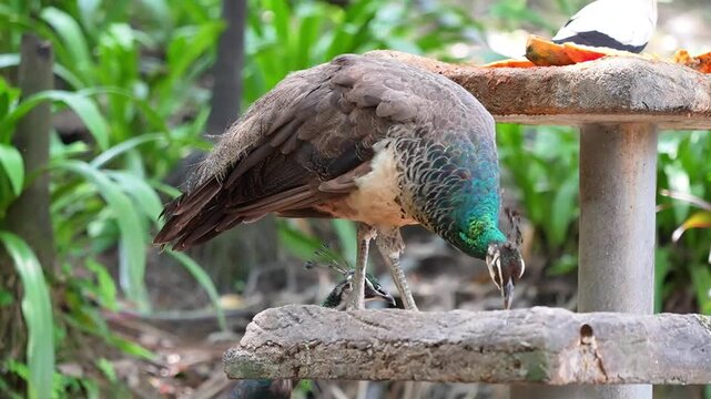 bird of paradise, when other peahen head pop up in background while a peahen eating grains in the stone chair, the bird park full of peafowl