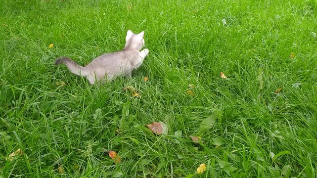 Playful silver tabby kitten with white fur jumping and pouncing in tall lush green grass during summer day showing active hunting behavior and curious nature within scenic backyard environment.