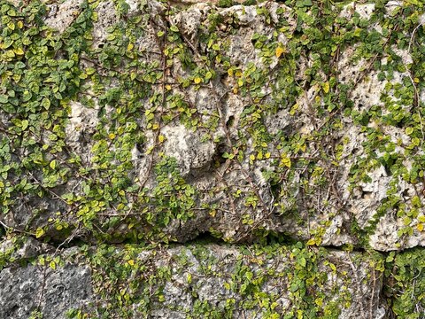 Green vines growing over rough stone wall texture background