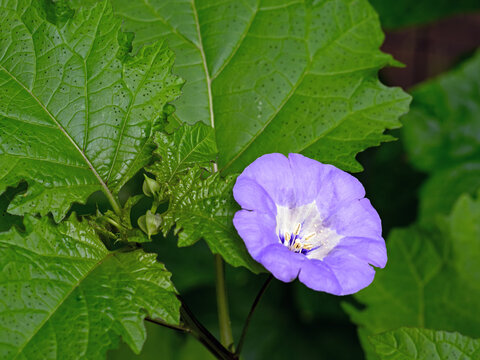Nahaufnahme der blauen Bl&uuml;te einer Giftbeere, Nicandra physalodes
