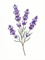 Obraz premium Purple lavender herb branch watercolor hand painted botanical illustration isolated on white background aromatherapy