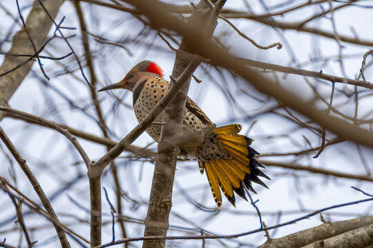 northern flicker
