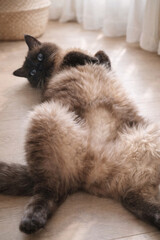 Obraz premium Fluffy long-haired cat lying on its back on a wooden floor indoors, looking playfully at the camera with bright blue eyes. 