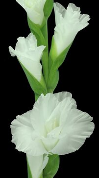 Time lapse of opening white Alaska gladiolus flower with ALPHA transparency channel isolated on black background, vertical orientation