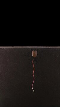 Oak acorn (Quercus robur) was planted in the rhizobox to study growing roots. Acorn germinated, grew, and developed leaves within 35 days. Vertical orientation