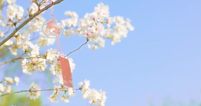 Delicate Cherry Blossoms with Hanging Wind Bells