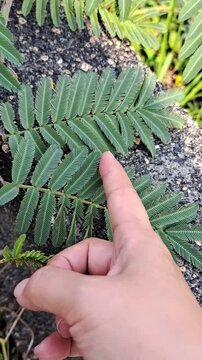 A close-up shot of a hand touching the sensitive leaves of a Mimosa Pudica plant (Shameplant).