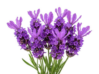 Fototapeta premium Vibrant purple lavender flowers isolated on transparent background