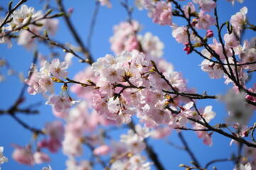 Fototapeta premium cherry blossom in spring