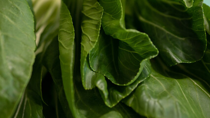 Fototapeta premium Macro fresh bok choy leaves texture green organic vegetable background