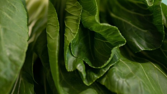 Macro fresh bok choy leaves texture green organic vegetable background