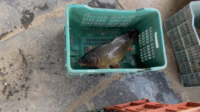 Fresh Raw Fish in Plastic Crate Seafood Market