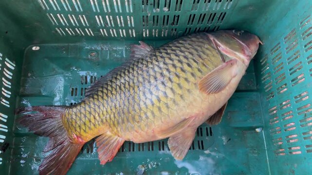 Fresh Raw Fish in Plastic Crate Seafood Market