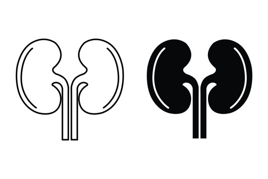 Kidney icon for medical health. Kidney icon vector, Kidney disease Nephritis kidney function Icon. Vector illustration. 