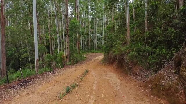Estrada terra em Planta&ccedil;&atilde;o de eucalipto