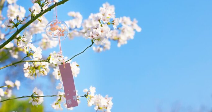 Delicate Cherry Blossoms with Hanging Wind Bells