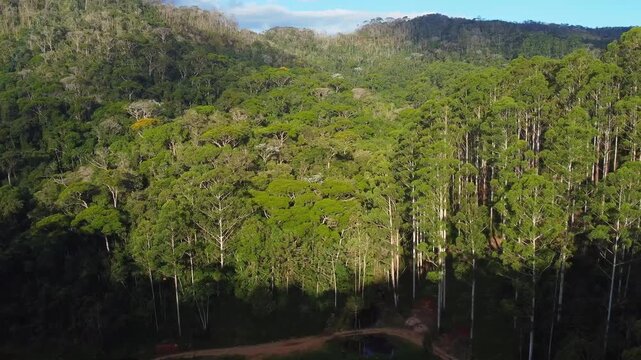 Vista a&eacute;rea de Planta&ccedil;&atilde;o de eucalipto na mata atl&acirc;ntica