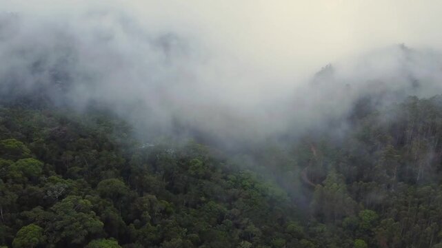 V&otilde;o sobre mata atl&acirc;ntica com neblina e nuvens - 4K
