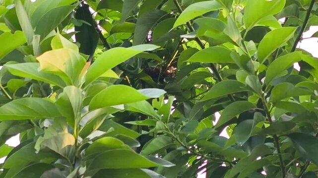 Small munia bird building its nest hidden among dense green tree leaves
