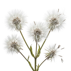 Fototapeta premium A cluster of dandelion seeds ready to disperse on a delicate stem isolated on transparent background