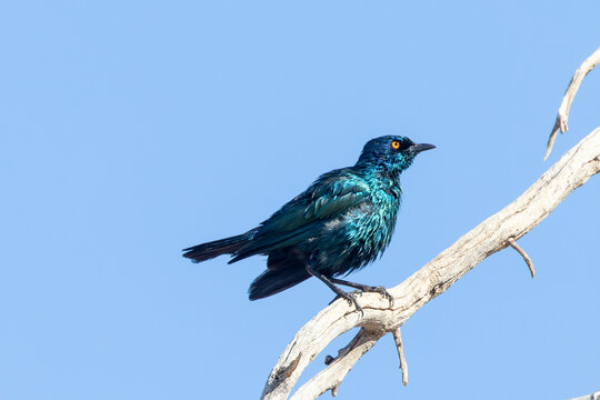 Bedraggled wet Cape Glossy Starling (Lamprotornis nitens) Kgalagadi, Kalahari, Northern Cape, South Africa perched on branch 