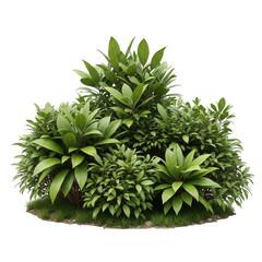 Fototapeta premium Lush green bushy plant with dense foliage and vibrant leaves isolated on transparent background