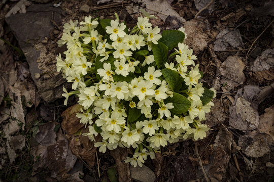 Bellissimi cespugli di primule selvatiche nel bosco di montagna