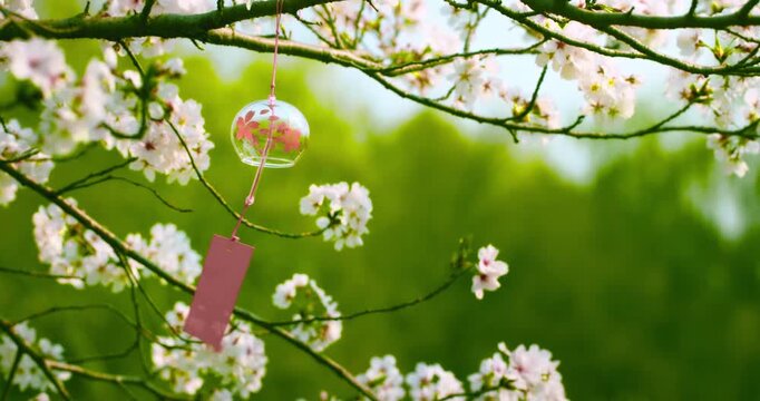 Graceful White Blooms and wind bells on Tree Branch