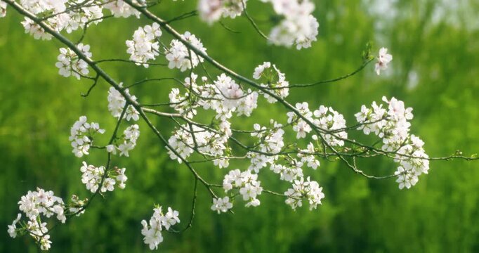 Delicate Cherry Blossoms on Branch in Spring