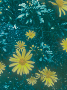 abstract background with flowers