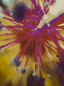 close up of colored flower