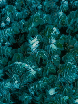 bush of green leaves