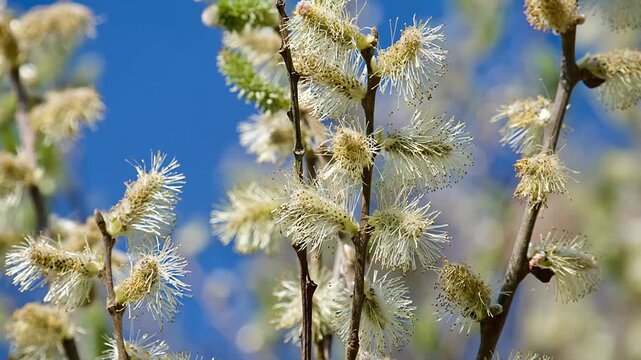 Beautiful blossoming pussy willow branches with fuzzy catkins against a clear blue sky. Bright natural sunlight highlighting the soft texture of the buds. High color temperature 6500K lighting, clean