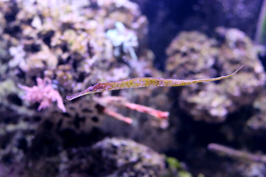 The alligator pipefish or double-ended pipefish (Syngnathoides biaculeatus)
