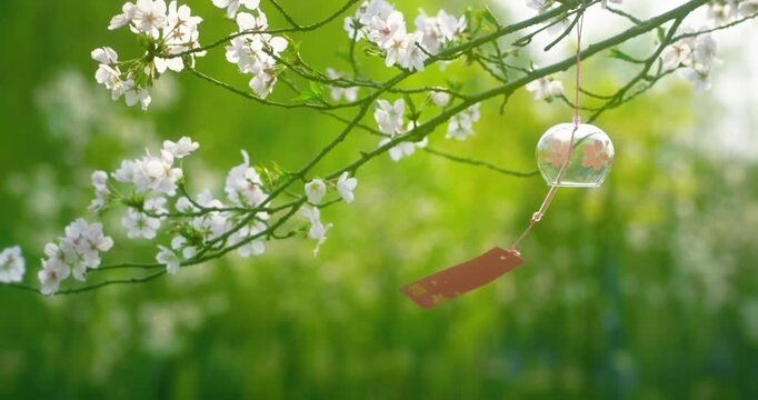 Graceful White Blooms and wind bells on Tree Branch